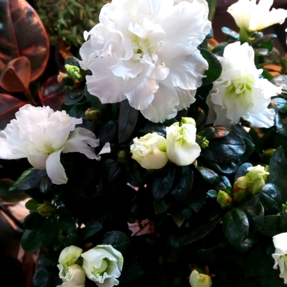 Plant: Azalea - Picture 4 of 7